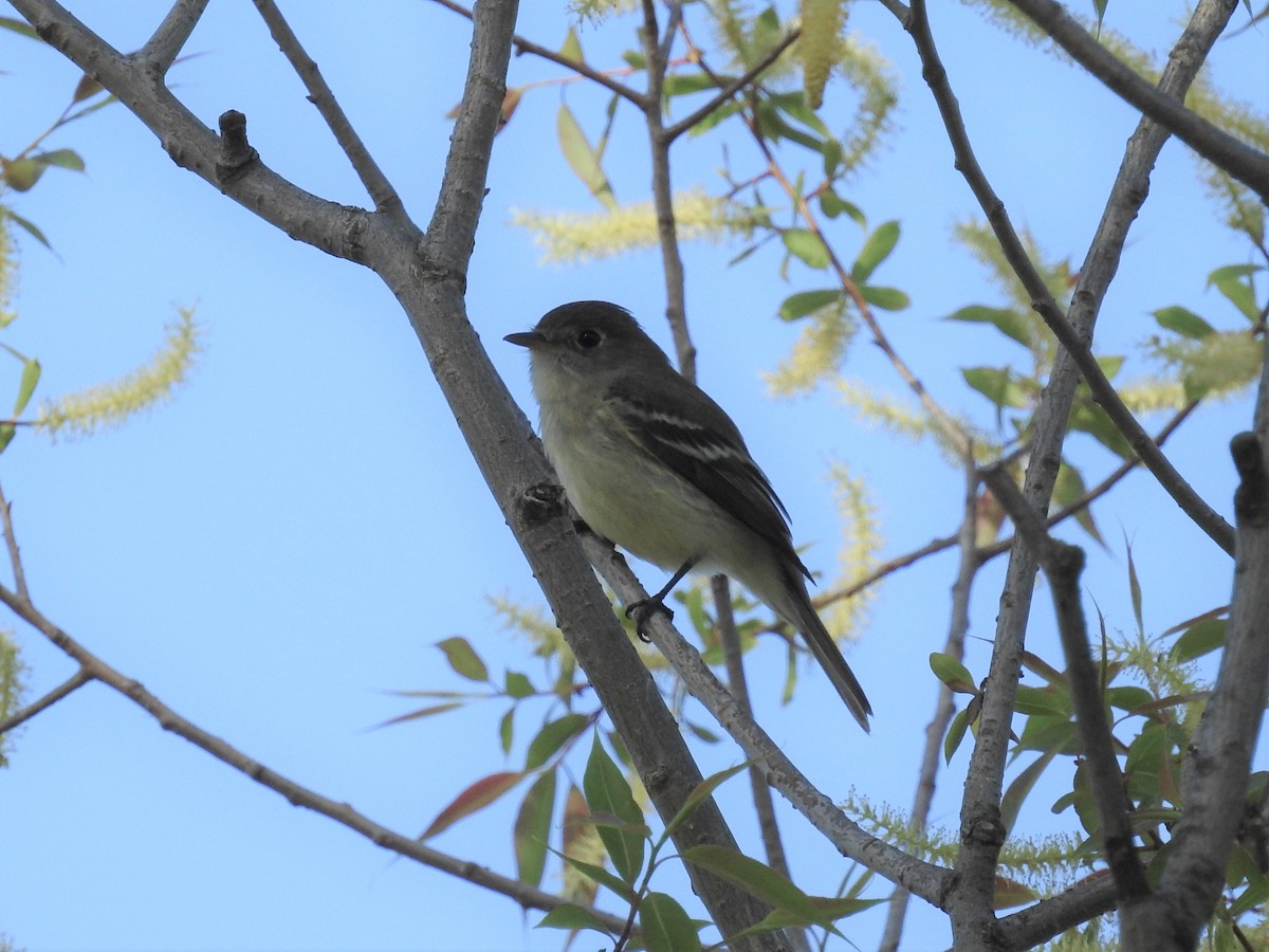 Acadian Flycatcher - ML450645291