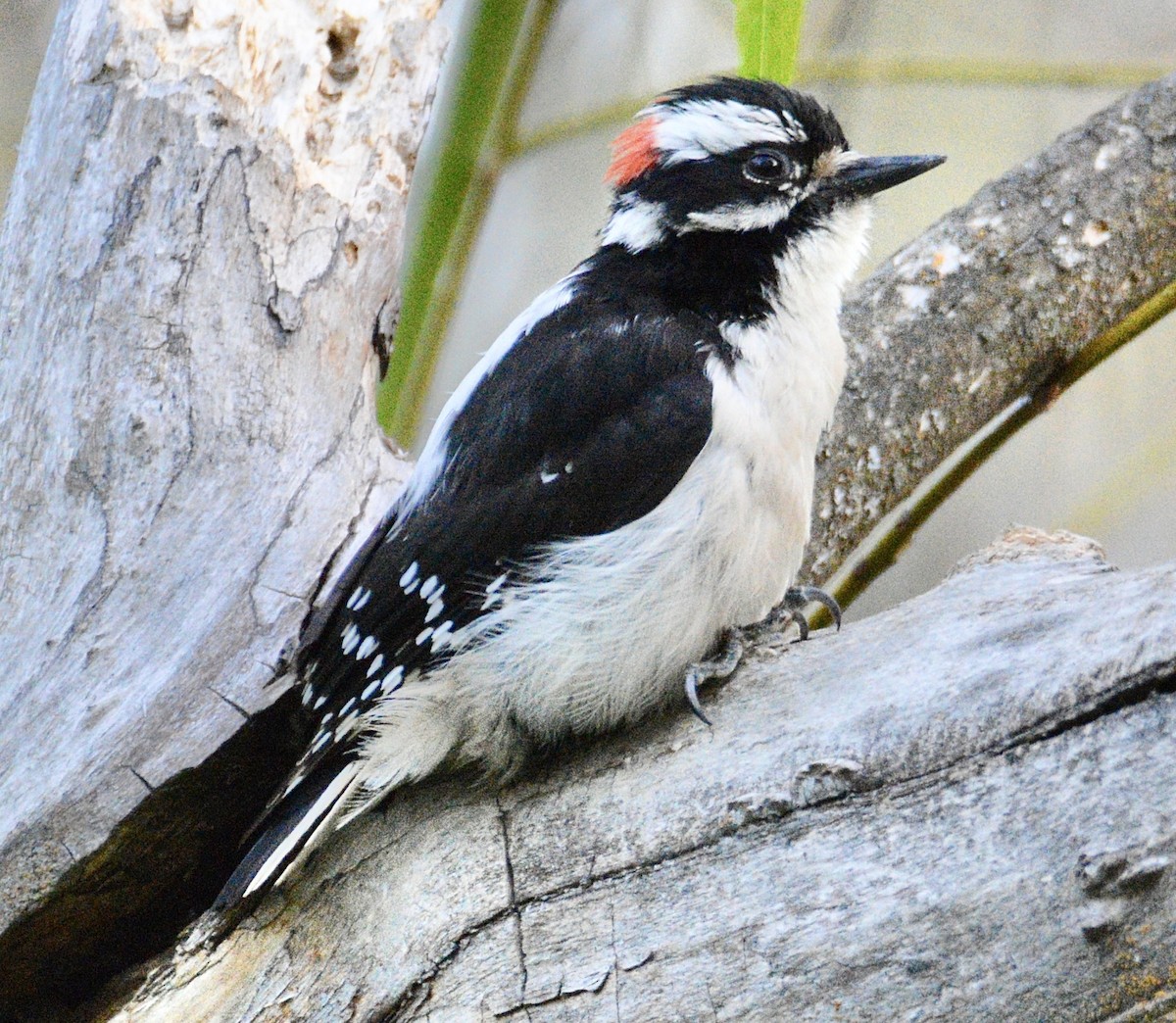 Downy Woodpecker - Adam Stratton