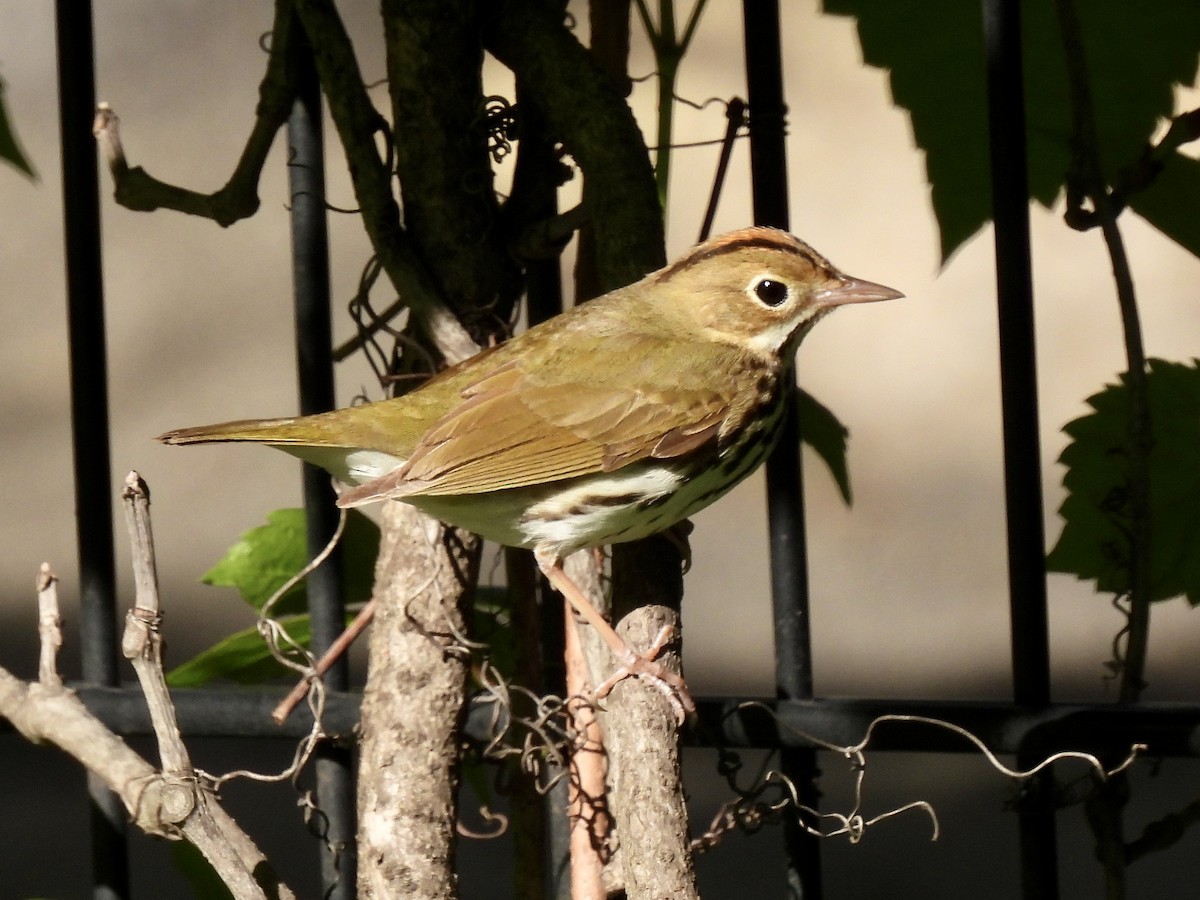 Ovenbird - ML450645311