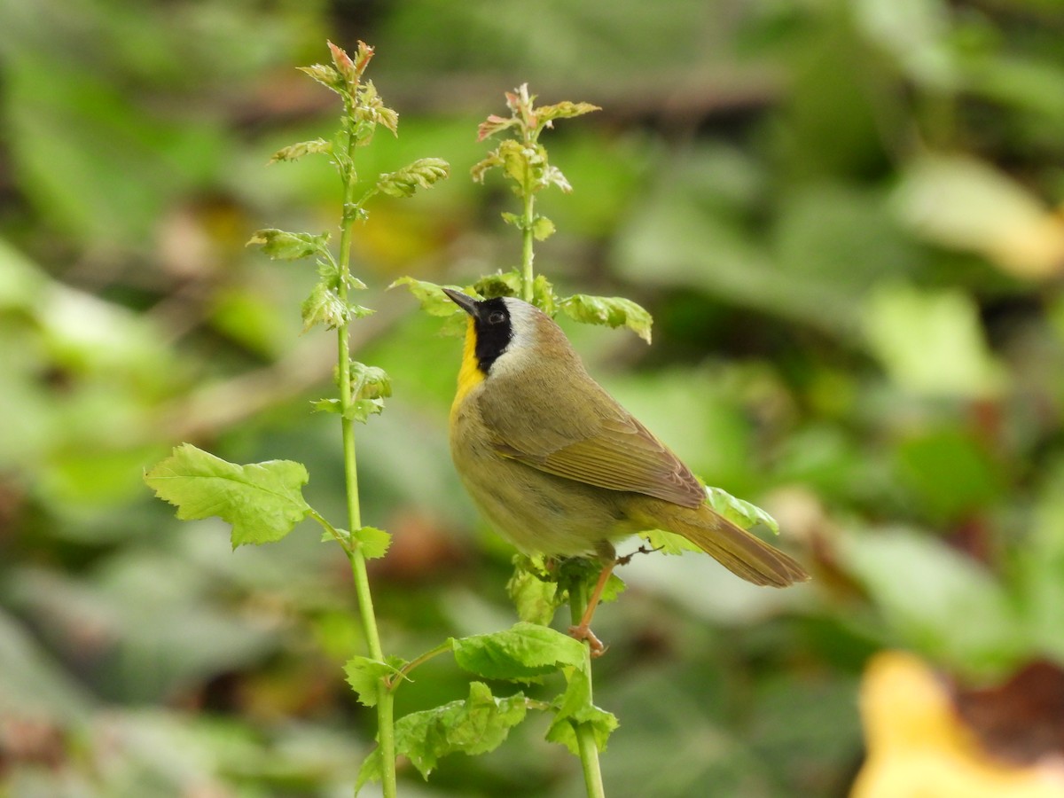 Common Yellowthroat - ML450645321