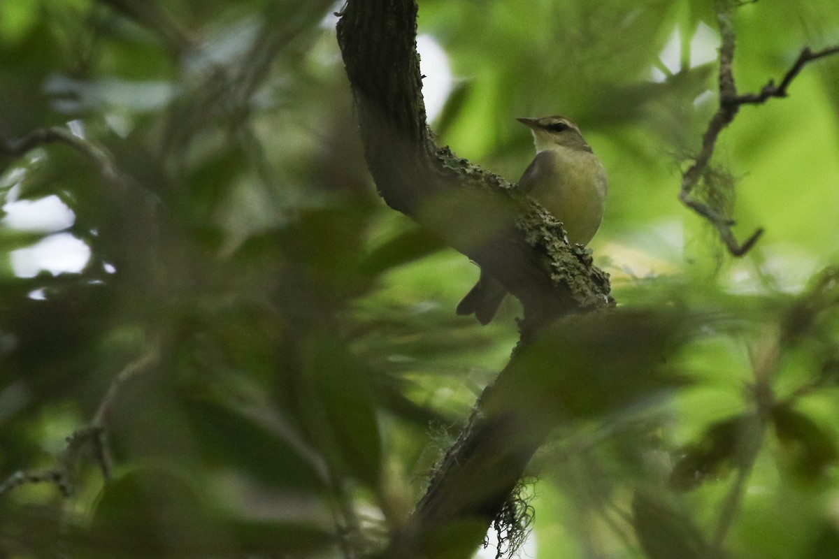 Swainson's Warbler - ML450646571