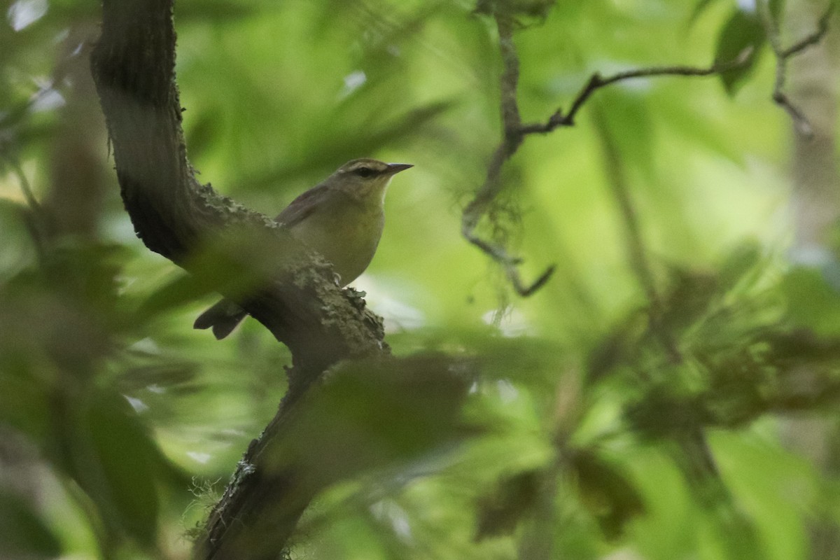 Swainson's Warbler - ML450646581