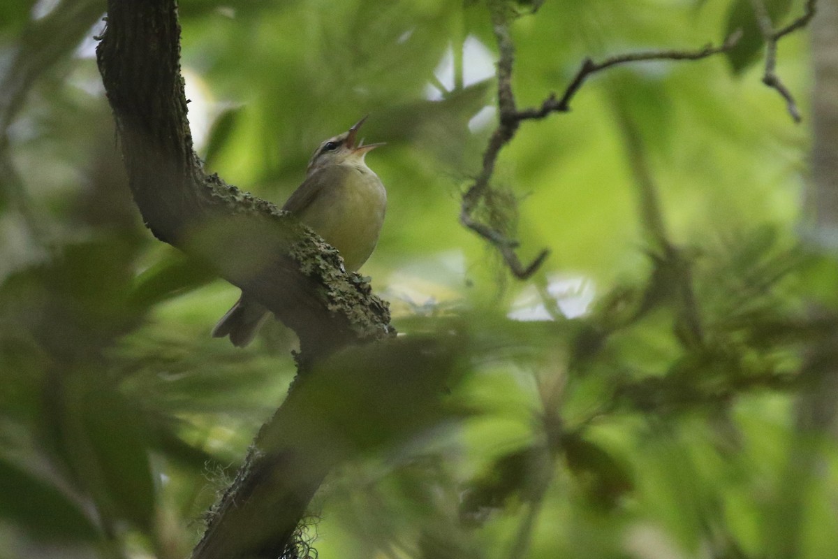 Swainson's Warbler - ML450646591