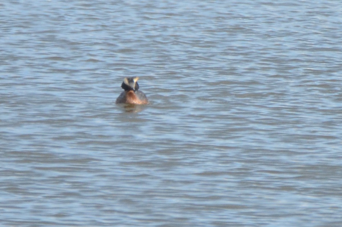 Horned Grebe - ML450648631