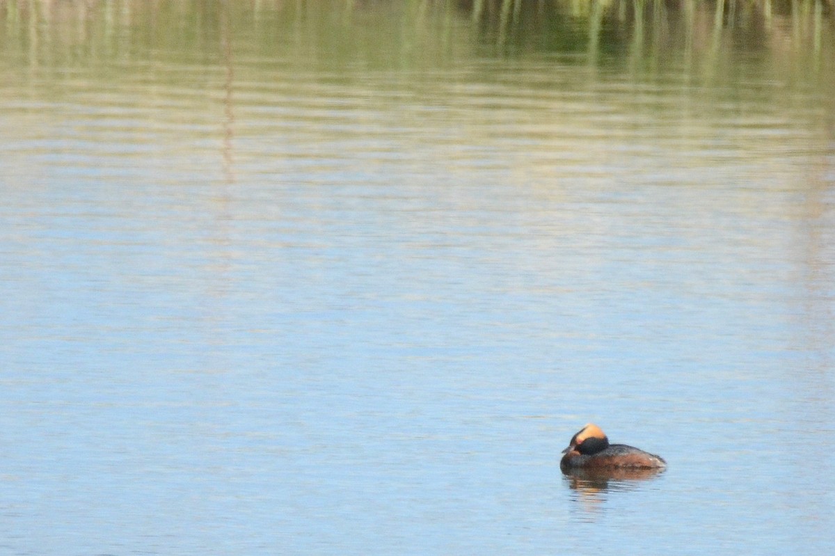 Horned Grebe - ML450648641