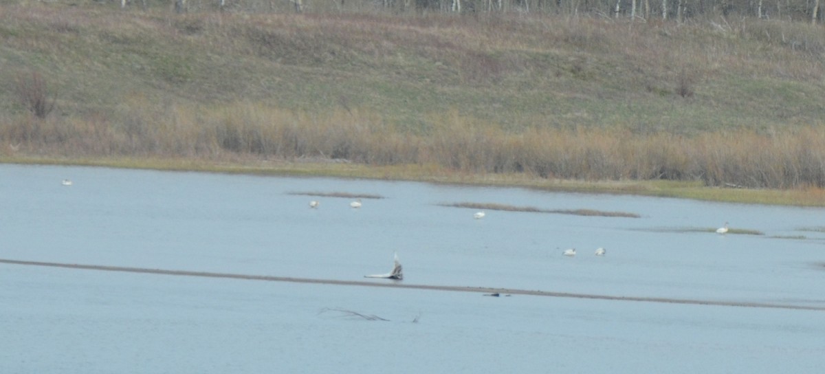 Trumpeter Swan - ML450649261