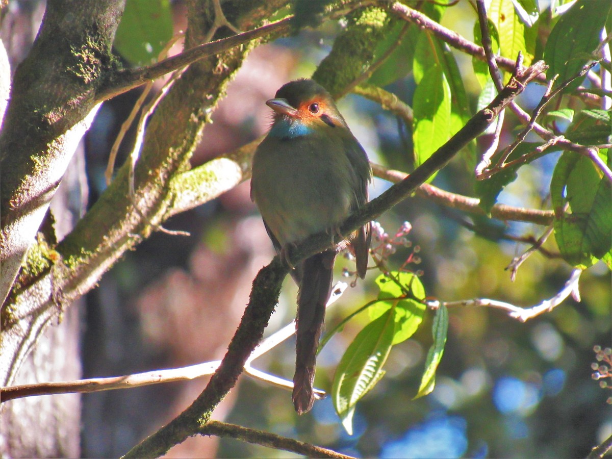 Blue-throated Motmot - ML450649551