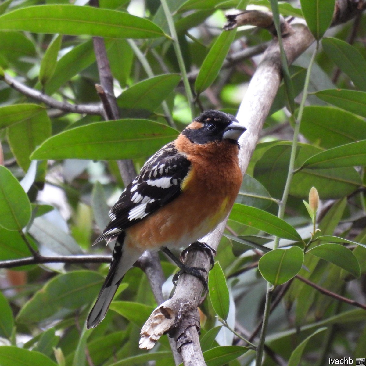 Black-headed Grosbeak - ML450649621