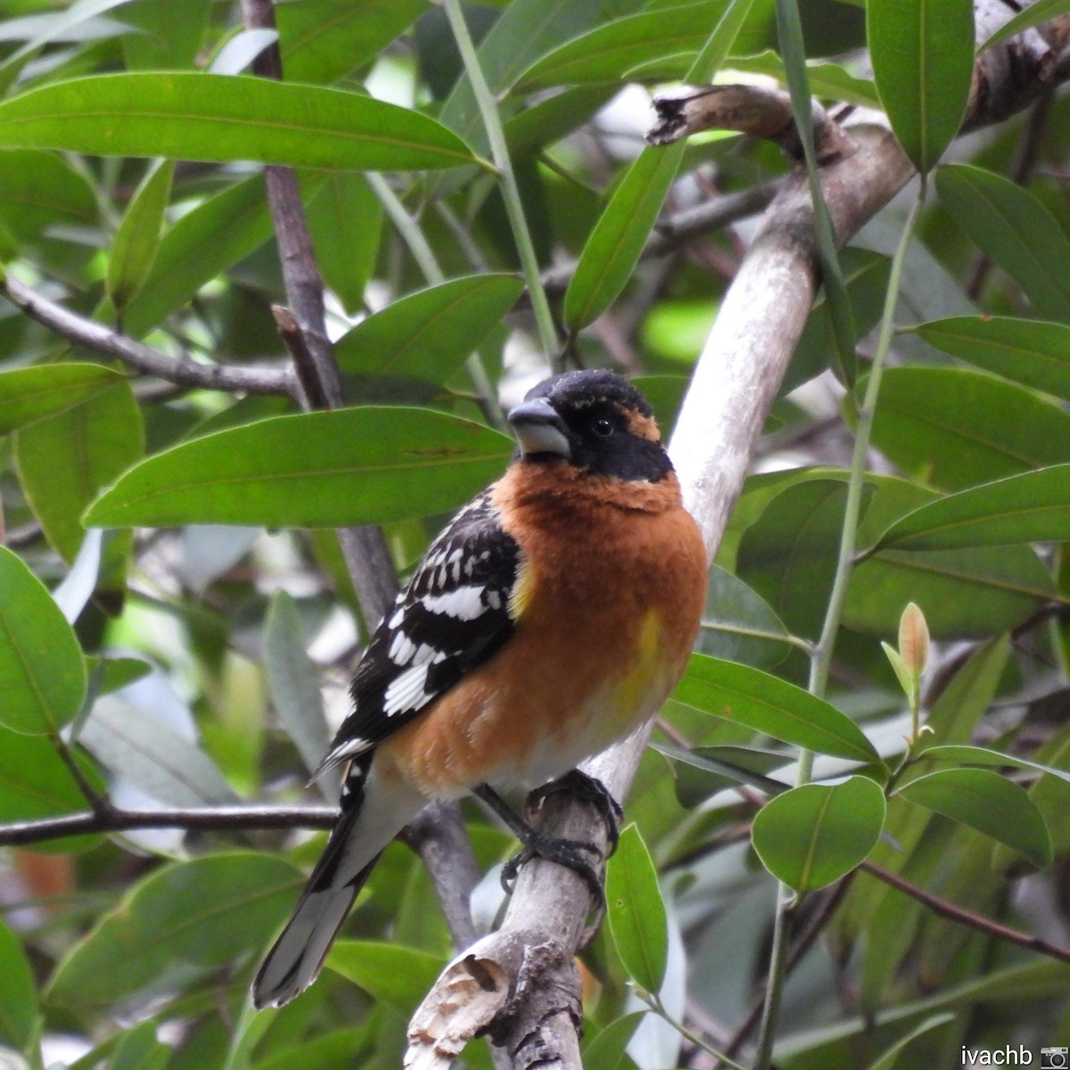 Black-headed Grosbeak - ML450649631