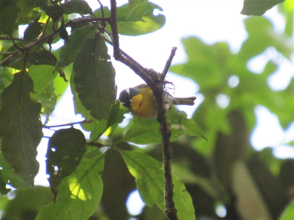 Crescent-chested Warbler - ML450650441