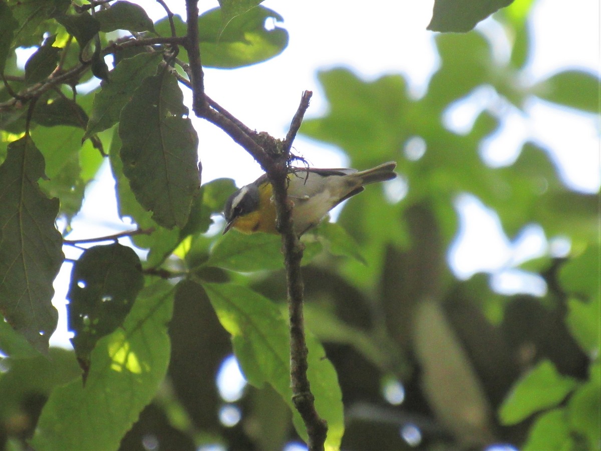 Crescent-chested Warbler - ML450650451