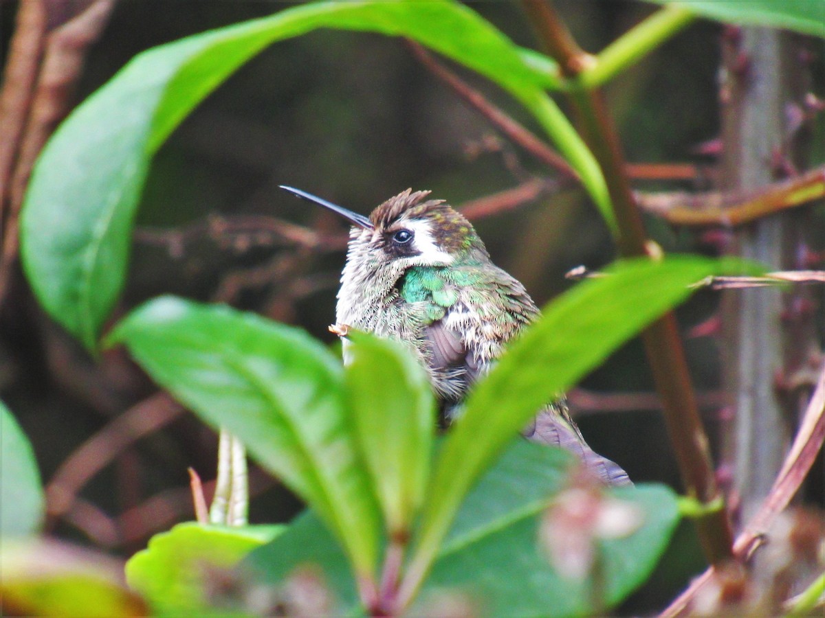 Green-throated Mountain-gem - ML450650891
