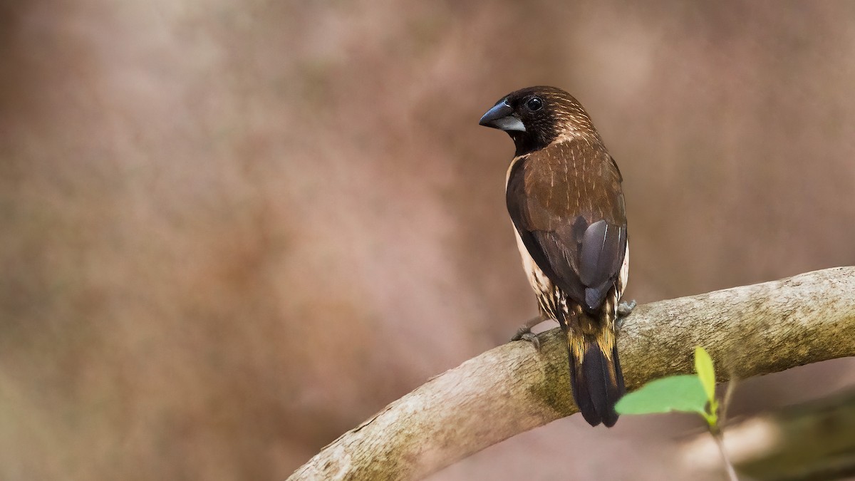 Black-throated Munia - Hari K Patibanda