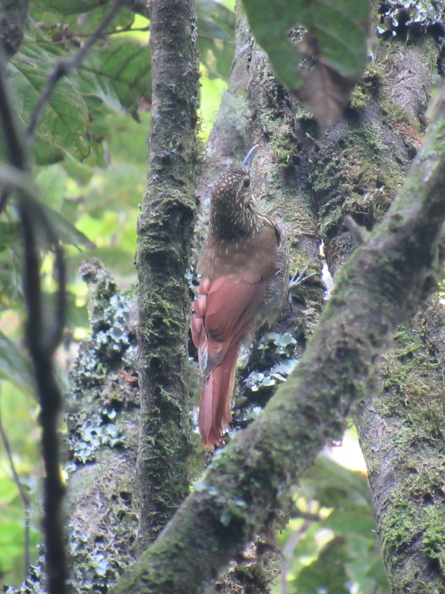 Spot-crowned Woodcreeper - ML450651381