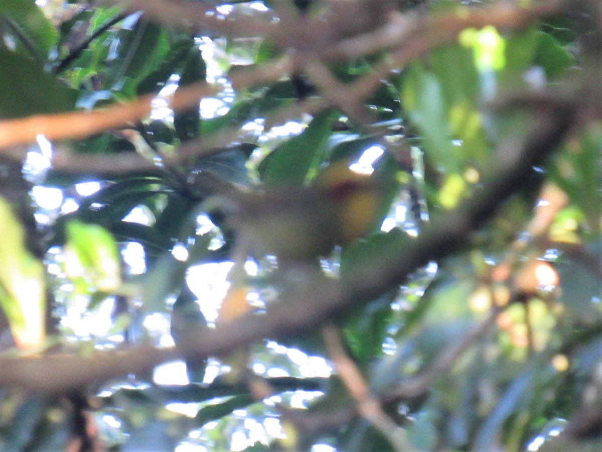 Golden-browed Warbler - ML450651851