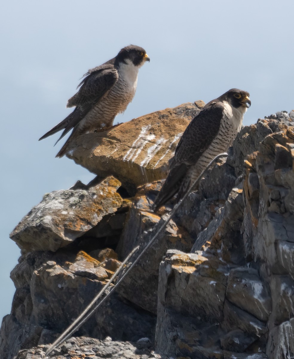 Peregrine Falcon - ML450651971