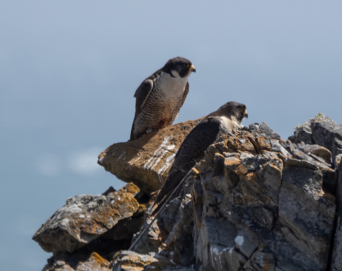 Peregrine Falcon - ML450652041