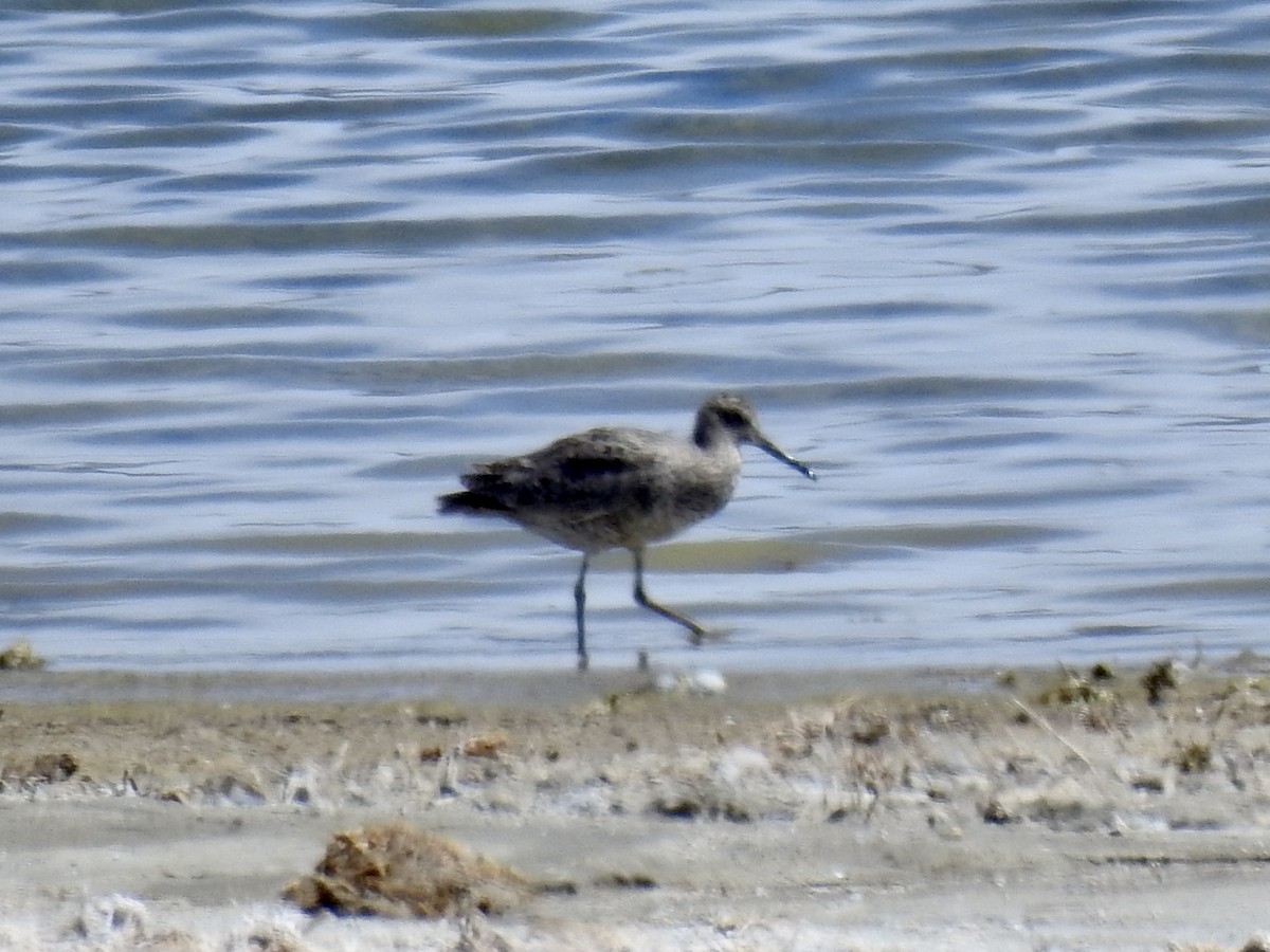 Willet - ML450652331