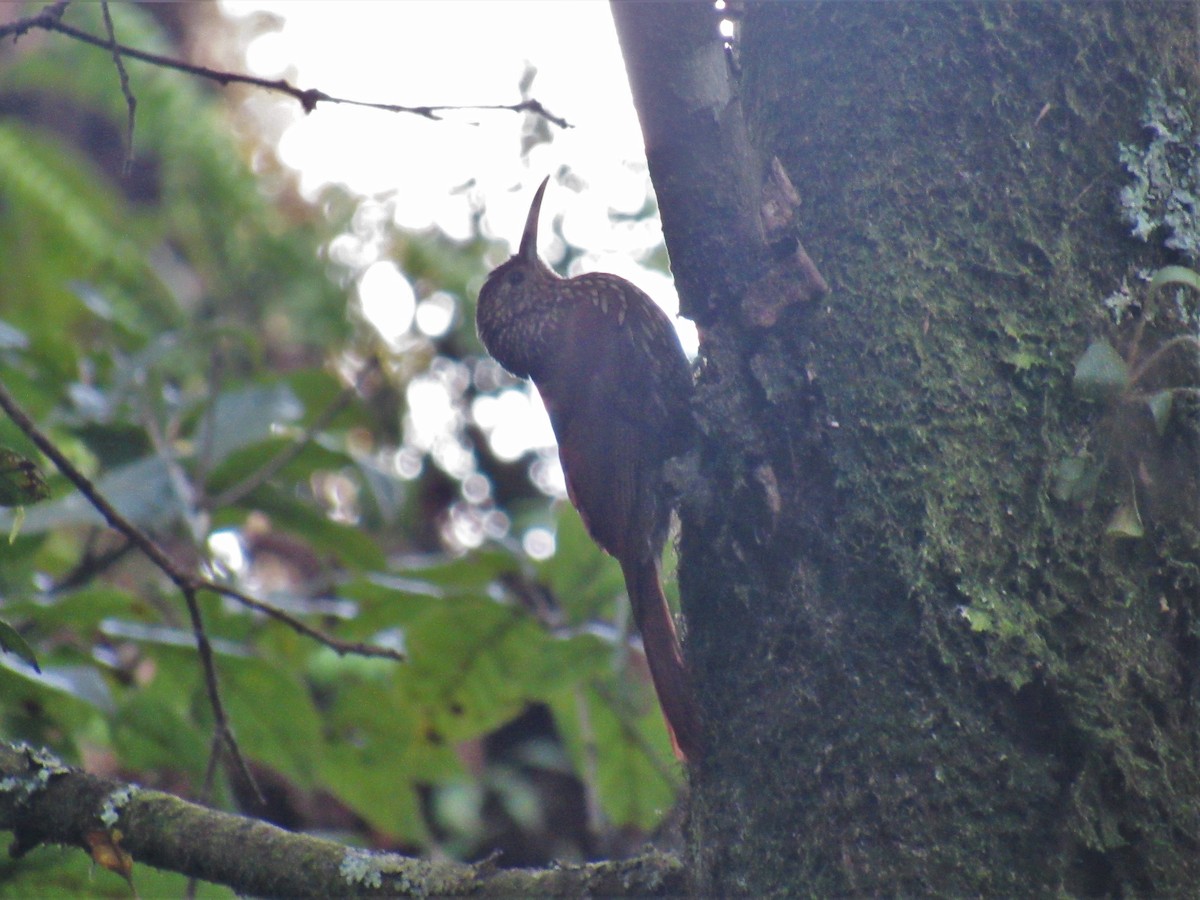Spot-crowned Woodcreeper - ML450652931