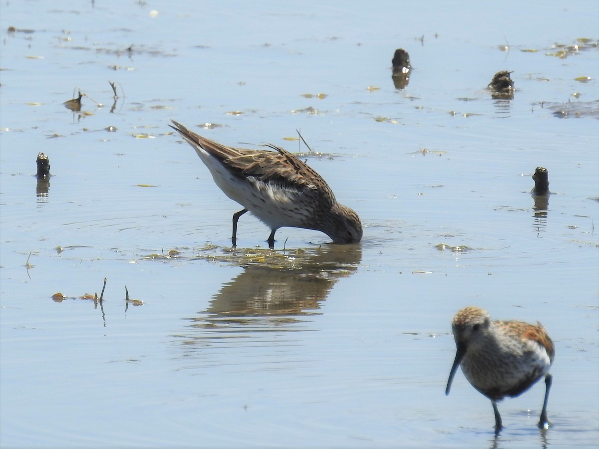 White-rumped Sandpiper - Hannah Clipp