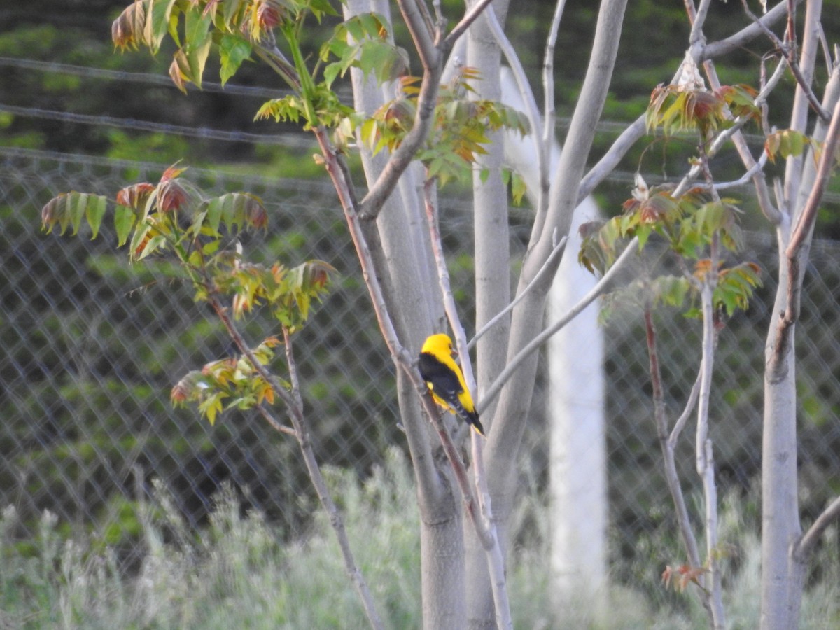 Eurasian Golden Oriole - ML450653821