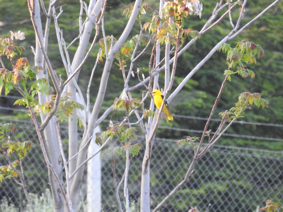 Eurasian Golden Oriole - ML450653841