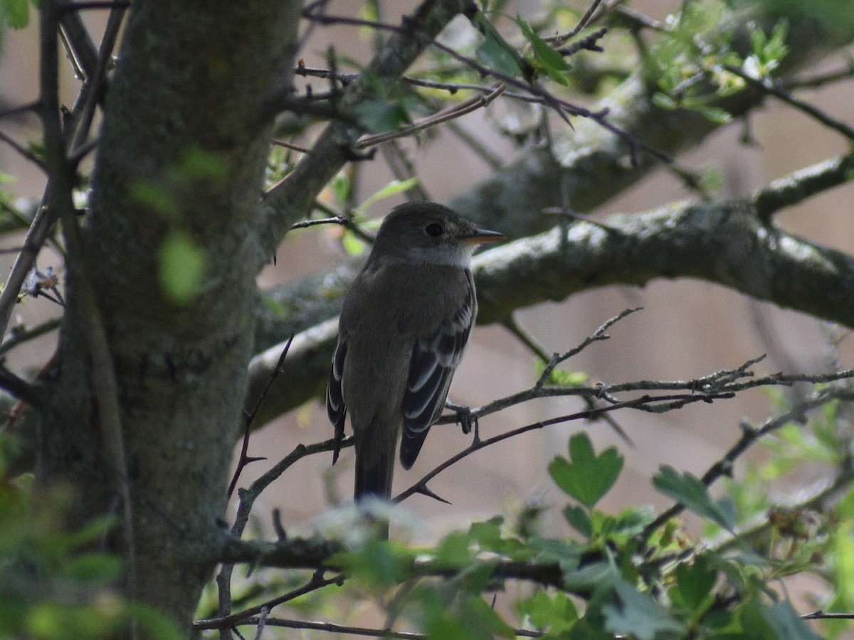 Willow Flycatcher - ML450654831