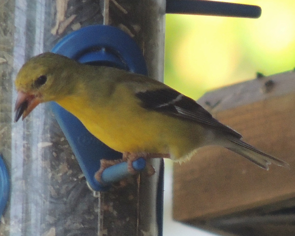 American Goldfinch - ML450655741