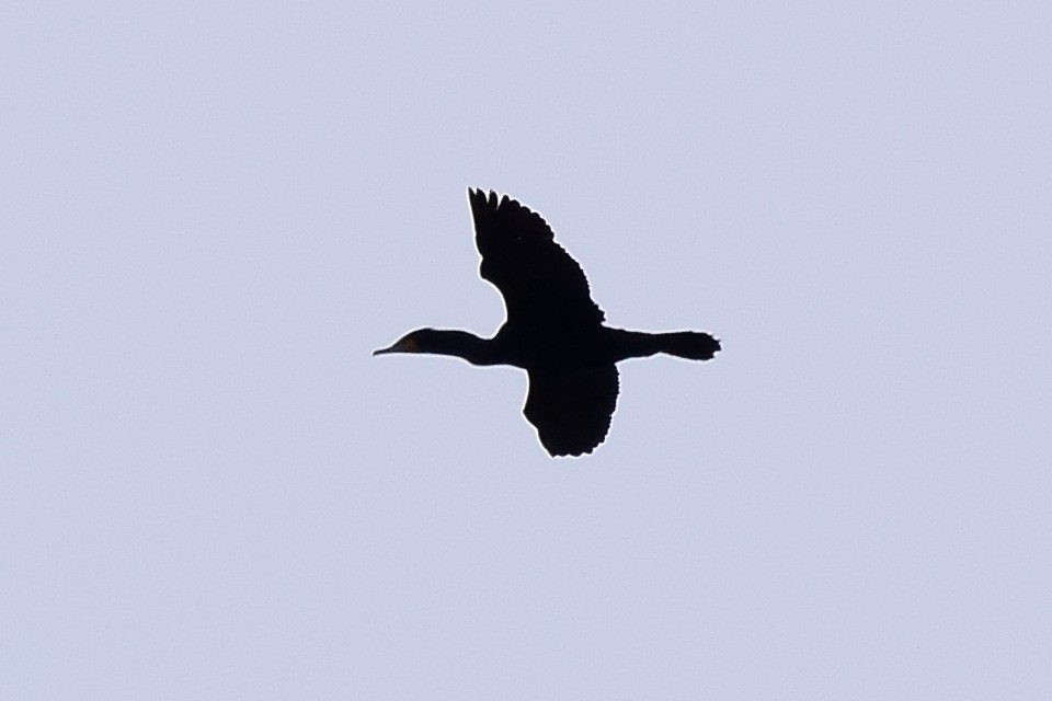 Double-crested Cormorant - ML450656571