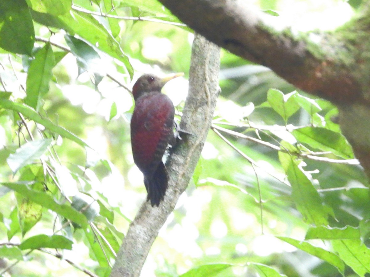 Maroon Woodpecker - ML450657751