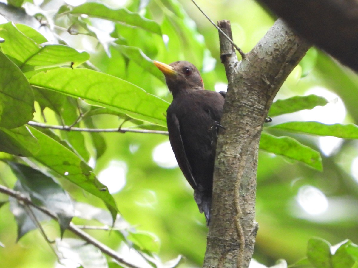 Maroon Woodpecker - Phuwarin Suchartbunmak