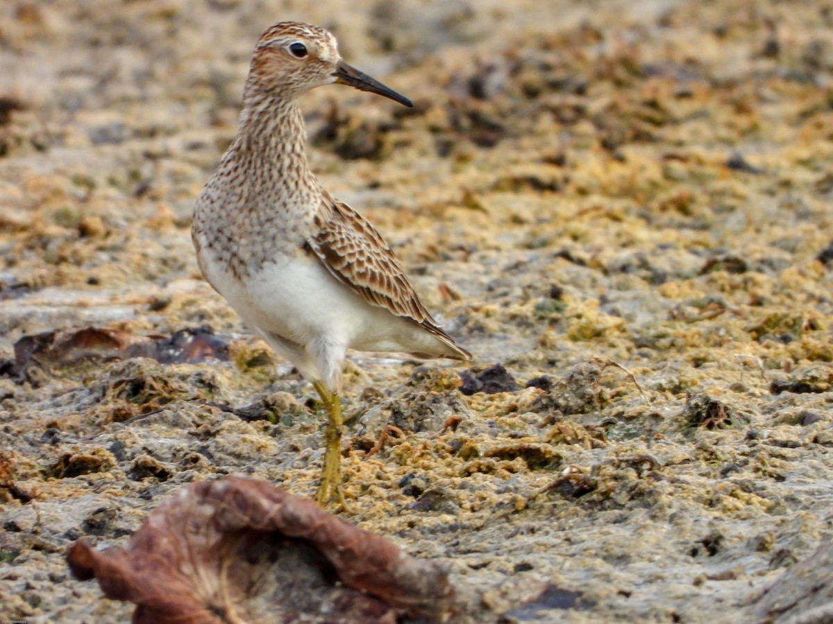 Pectoral Sandpiper - José Antonio Cruz Mendoza