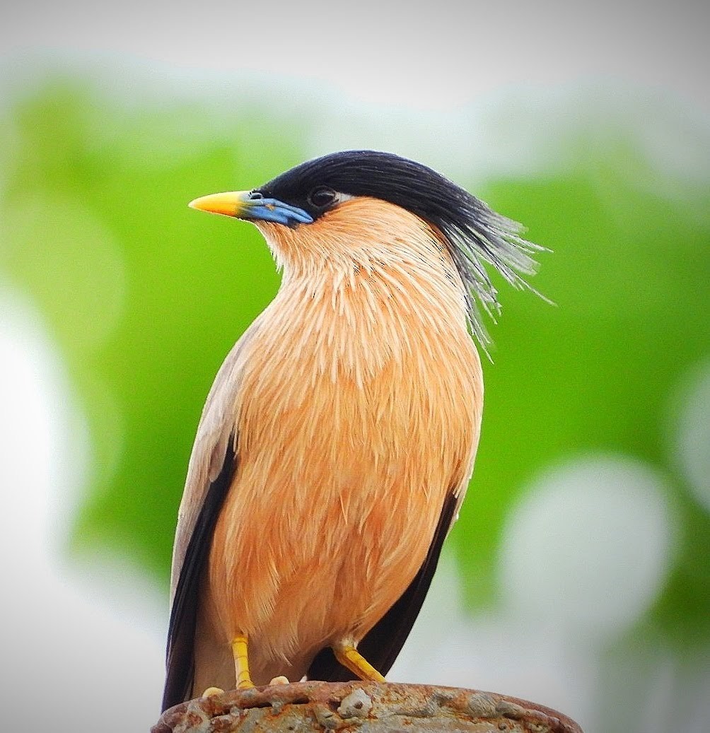 Brahminy Starling - ML450659581