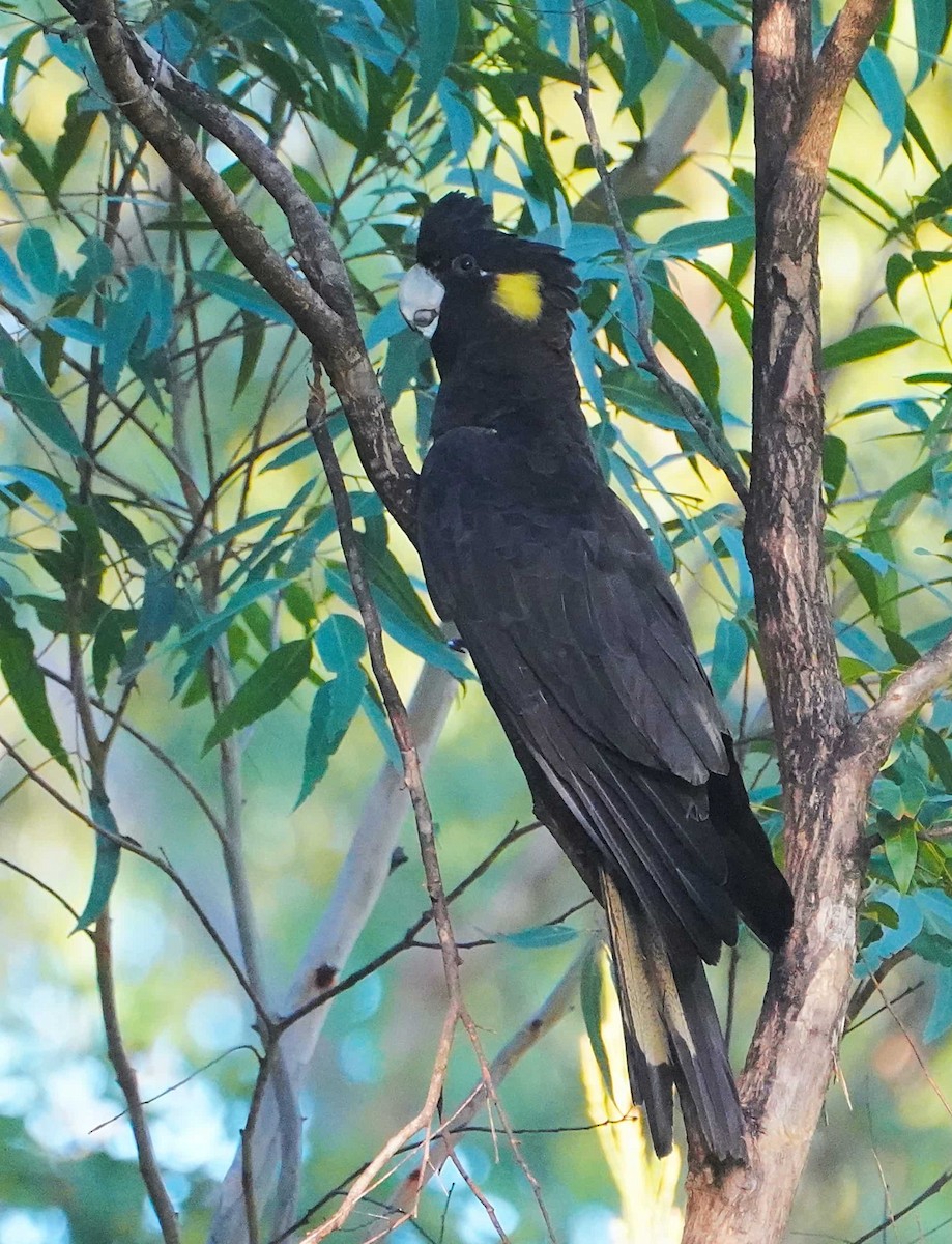 Yellow-tailed Black-Cockatoo - ML450659721