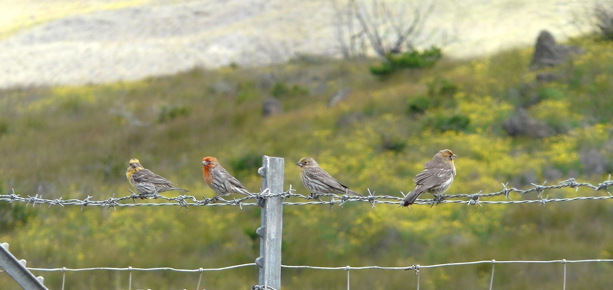 House Finch - ML450659991