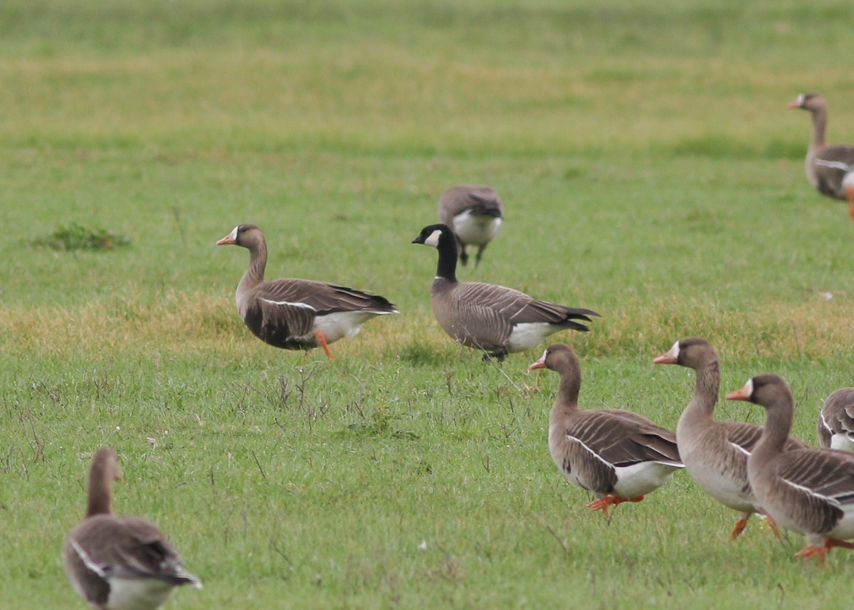 Cackling Goose (Aleutian) - ML450660091
