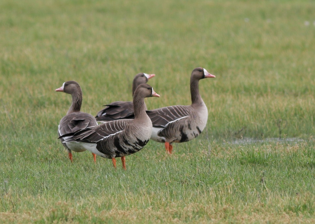 Greater White-fronted Goose - ML450660181
