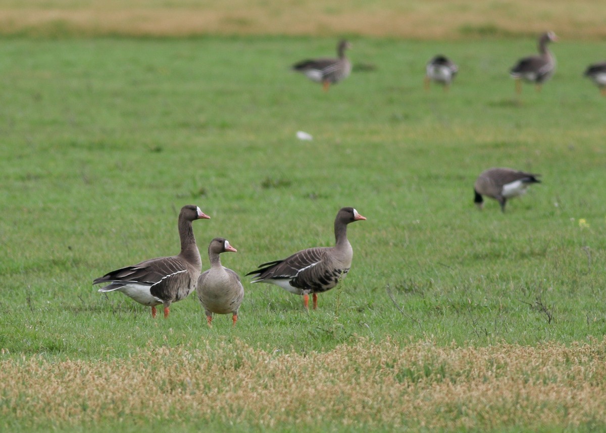 Greater White-fronted Goose - Zane Pickus