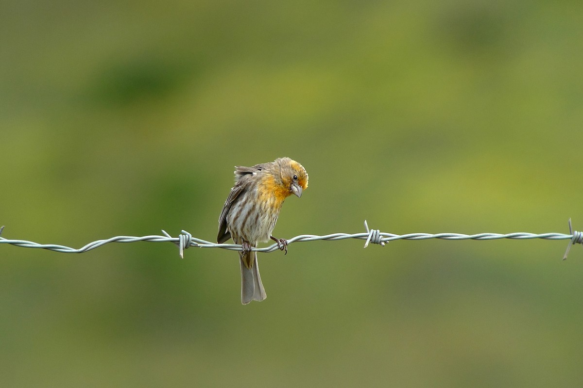 House Finch - ML450660241