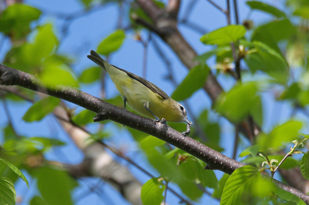 Philadelphia Vireo - ML450660281