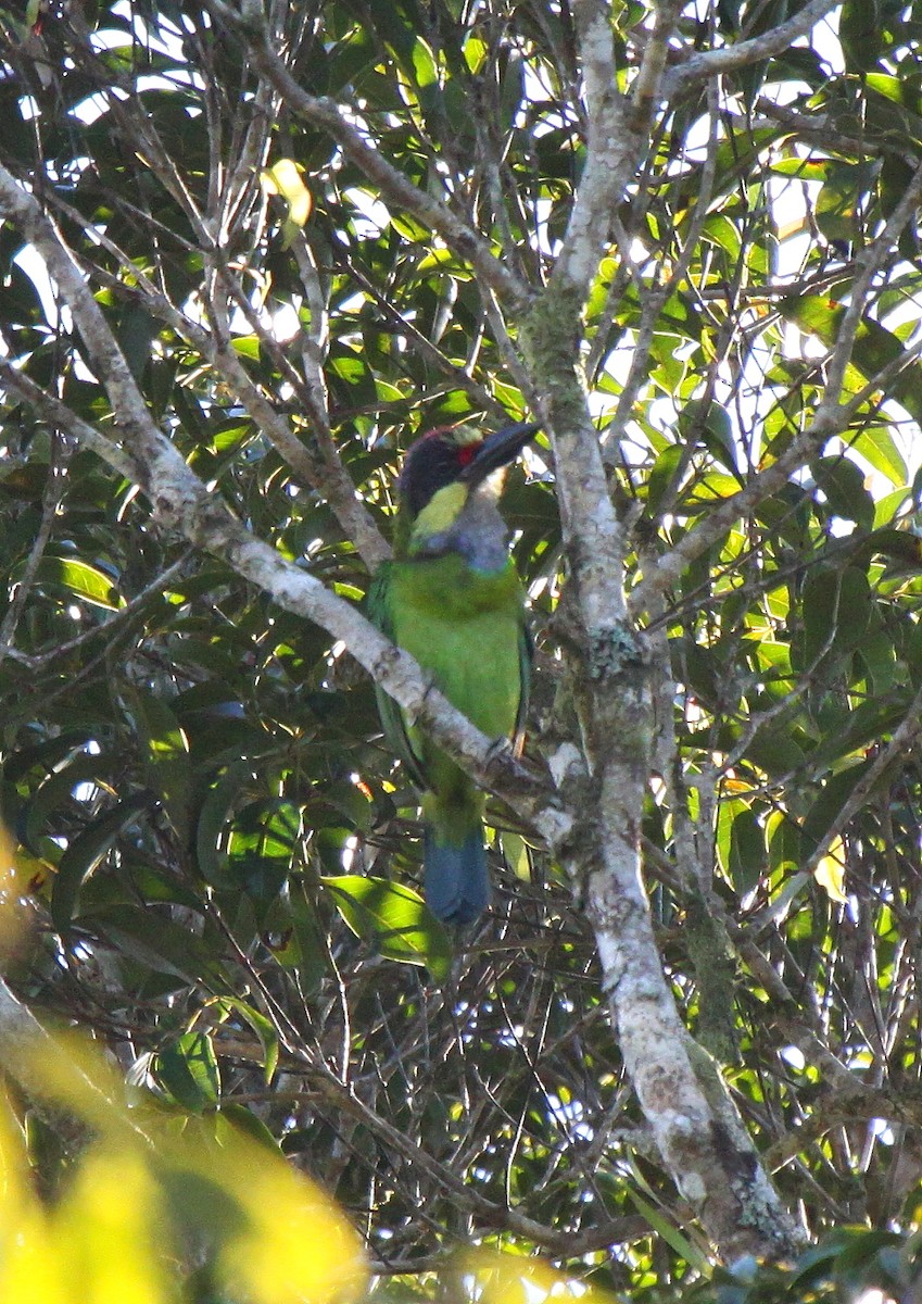 Gold-whiskered Barbet (Gold-faced) - Micha Jackson