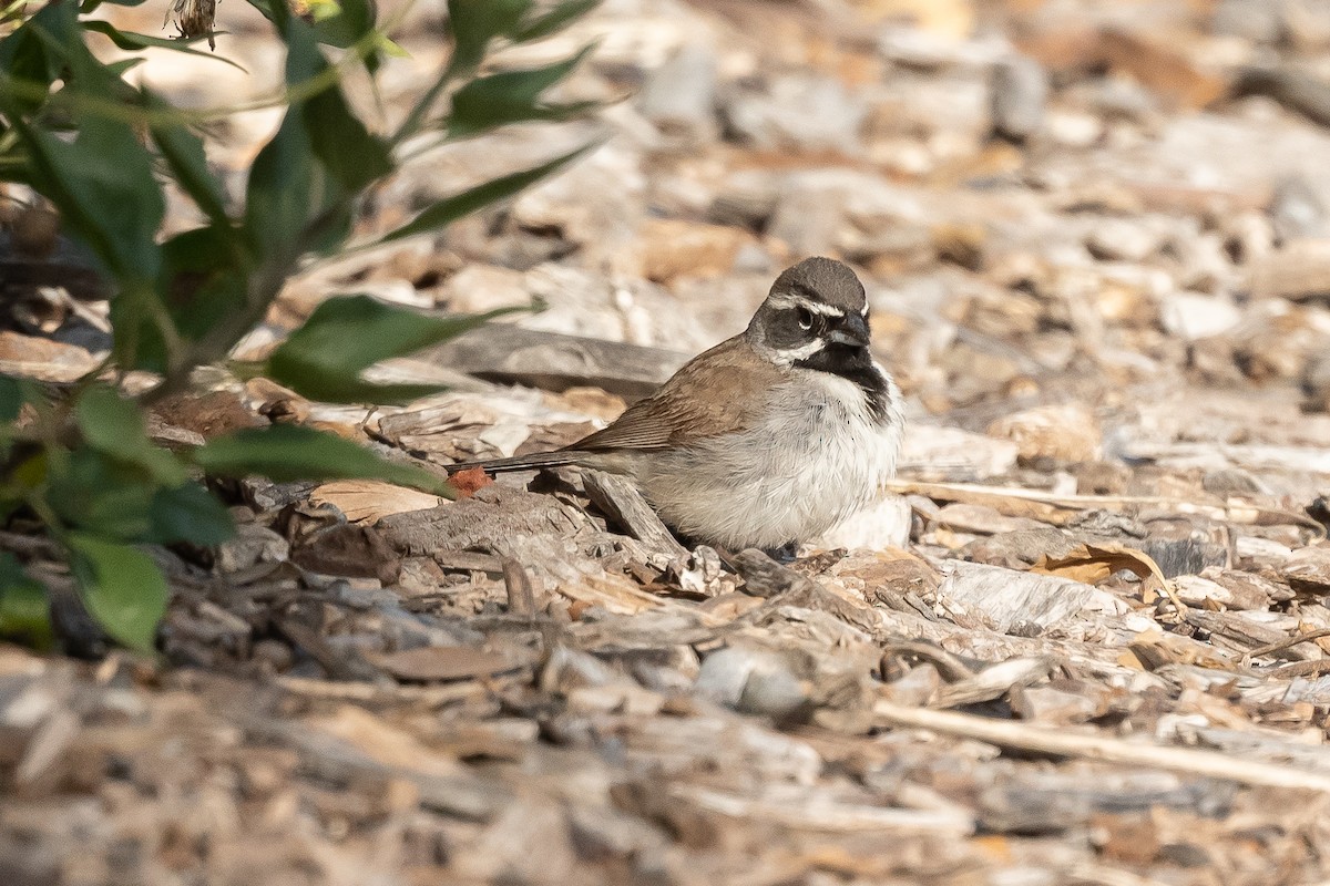 Black-throated Sparrow - James McNamara