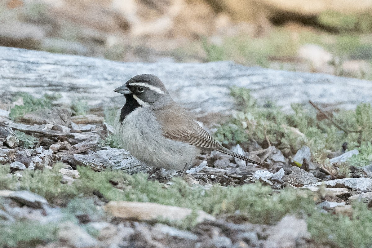 Black-throated Sparrow - James McNamara