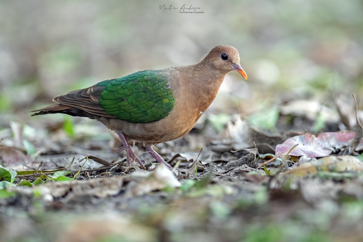 Pacific Emerald Dove - Martin Anderson