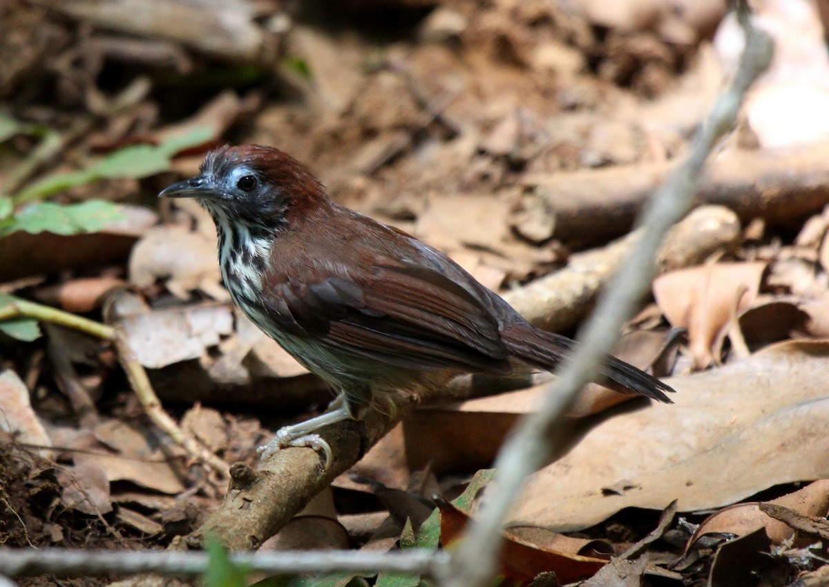 Bold-striped Tit-Babbler - Micha Jackson