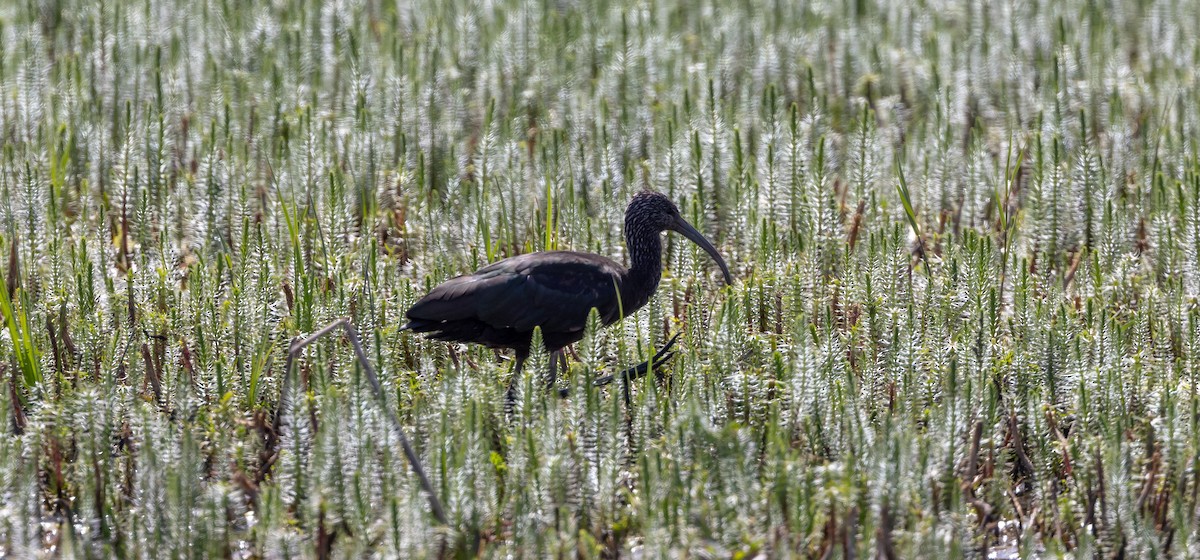 Glossy Ibis - ML450663671