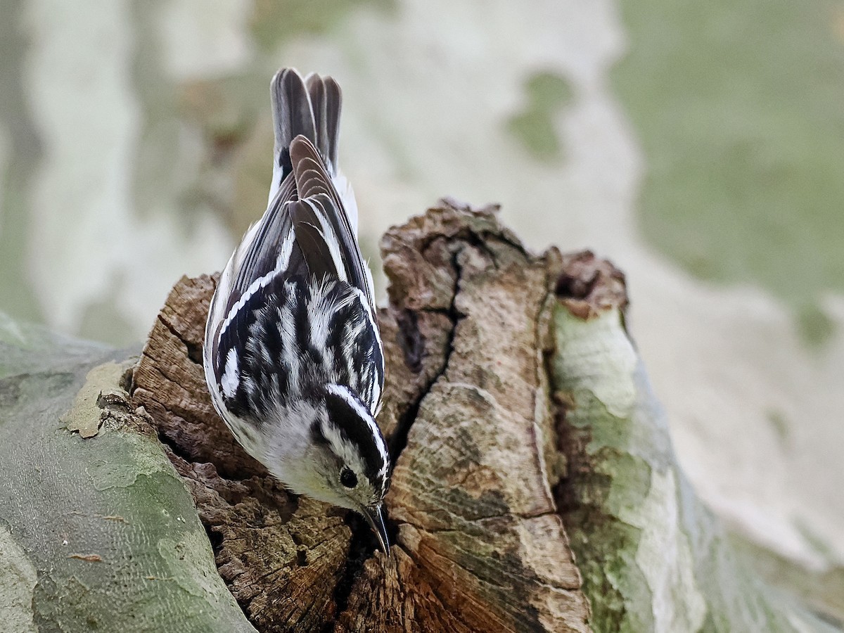 Black-and-white Warbler - ML450665781