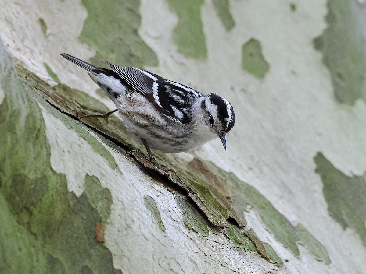 Black-and-white Warbler - ML450665801