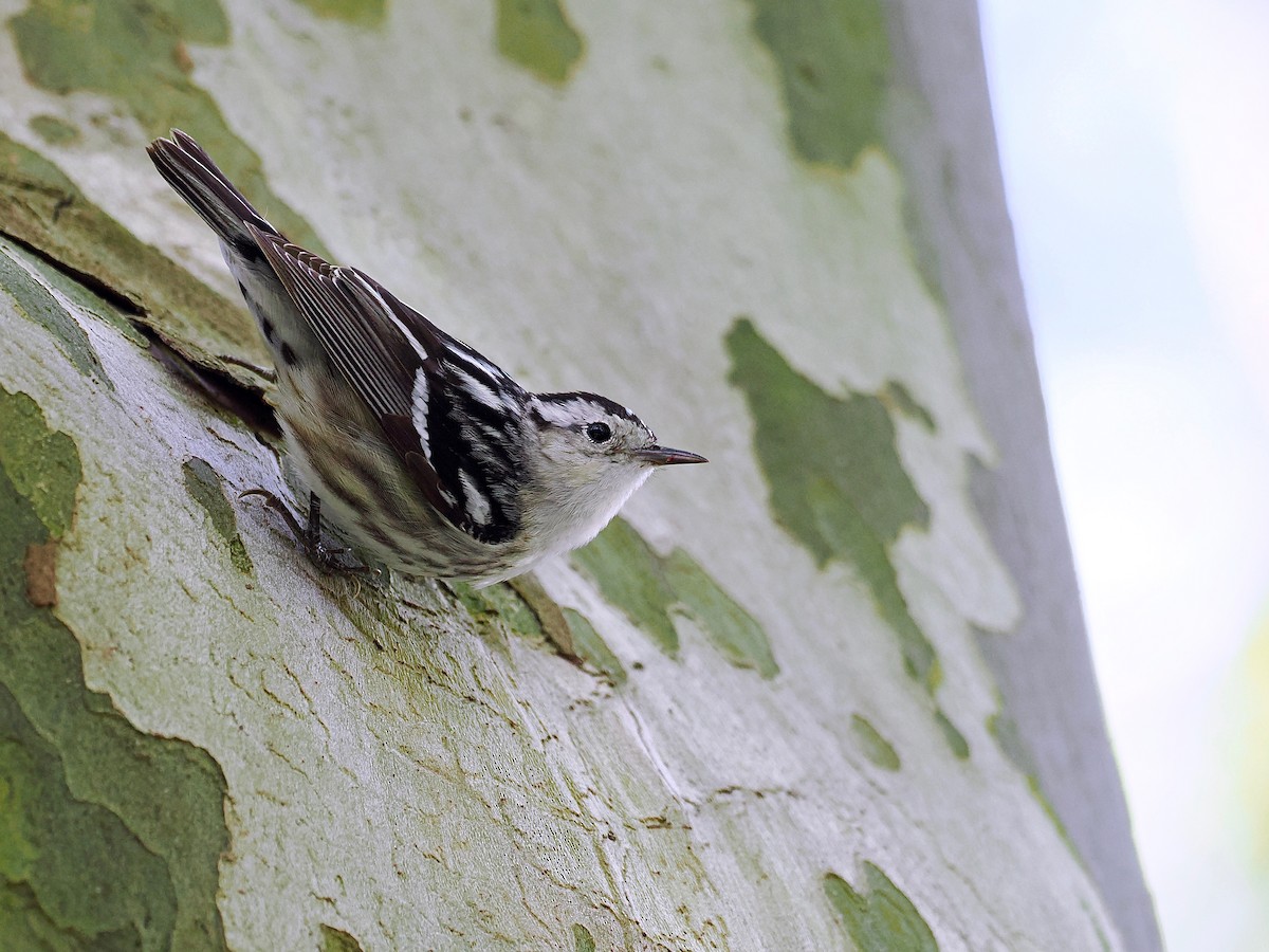 Black-and-white Warbler - ML450665811