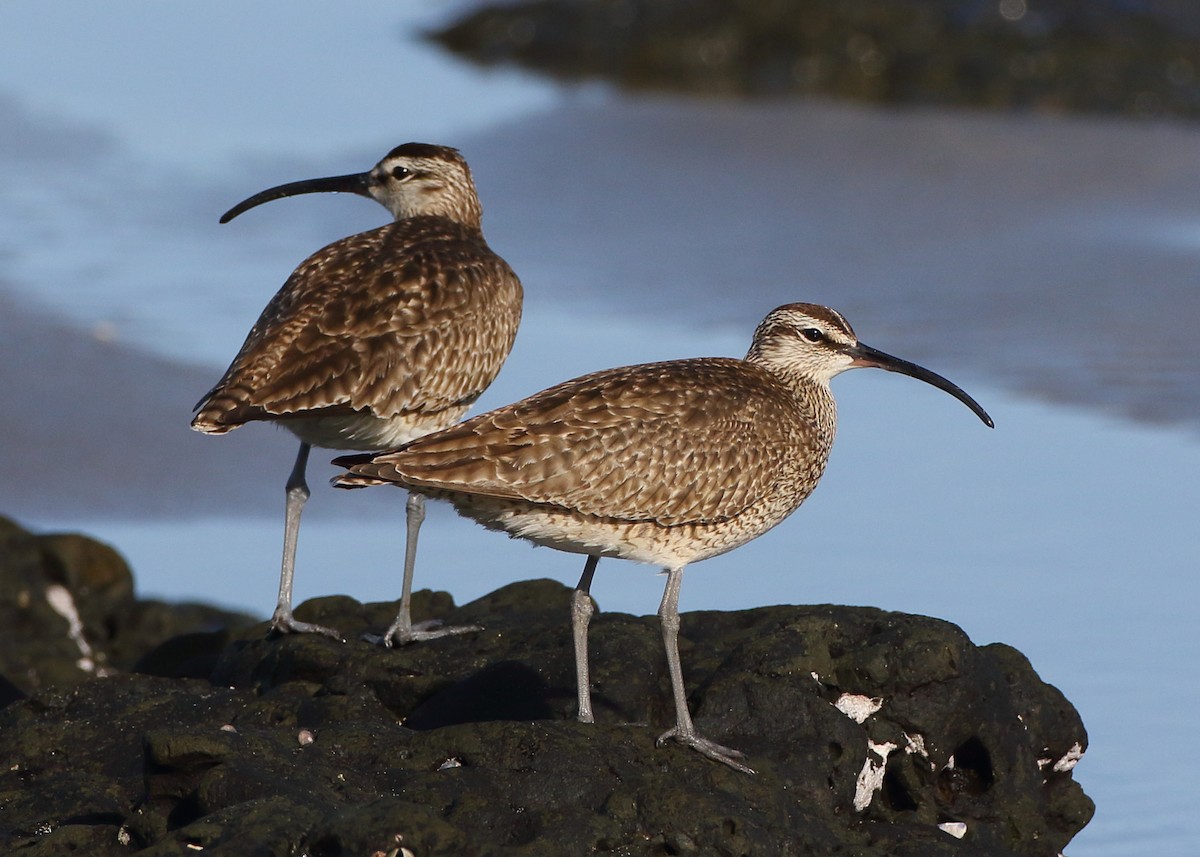 Whimbrel - Kent Leland